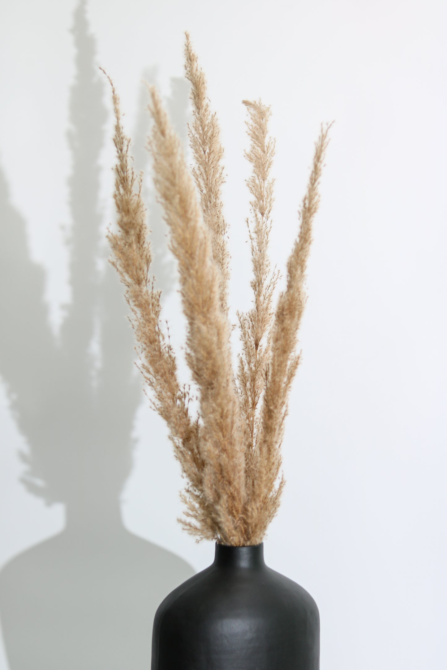 Natural Brown Pampas - 5 Sticks