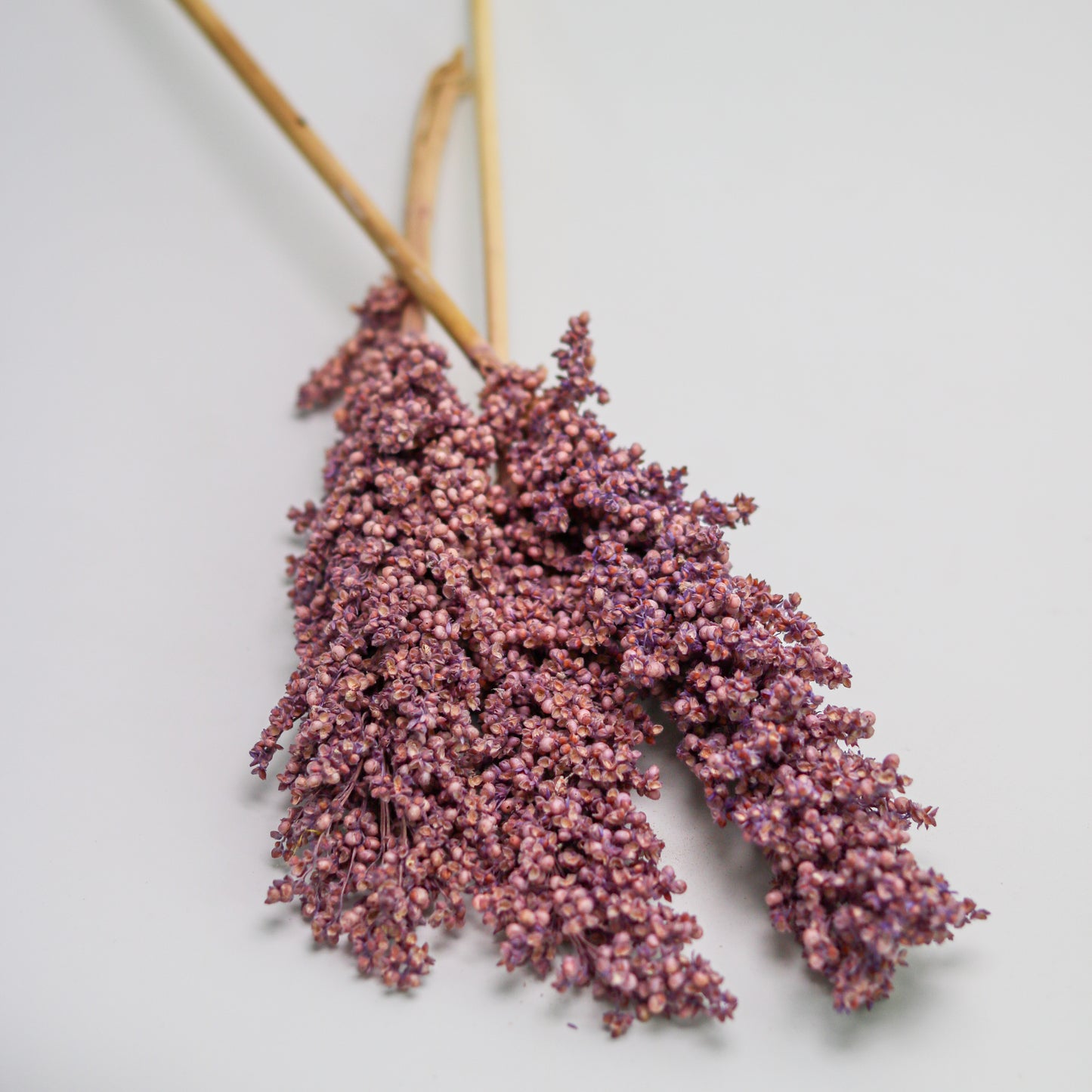 Violet Sorghum Grain  - 3 Stems