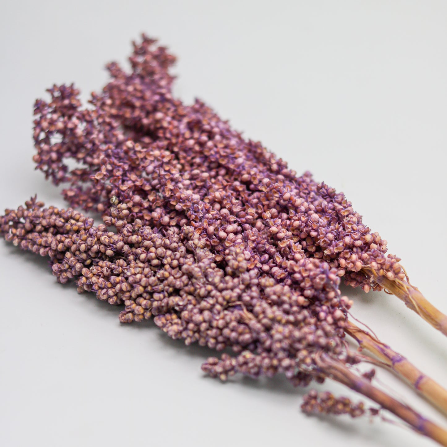 Violet Sorghum Grain  - 3 Stems