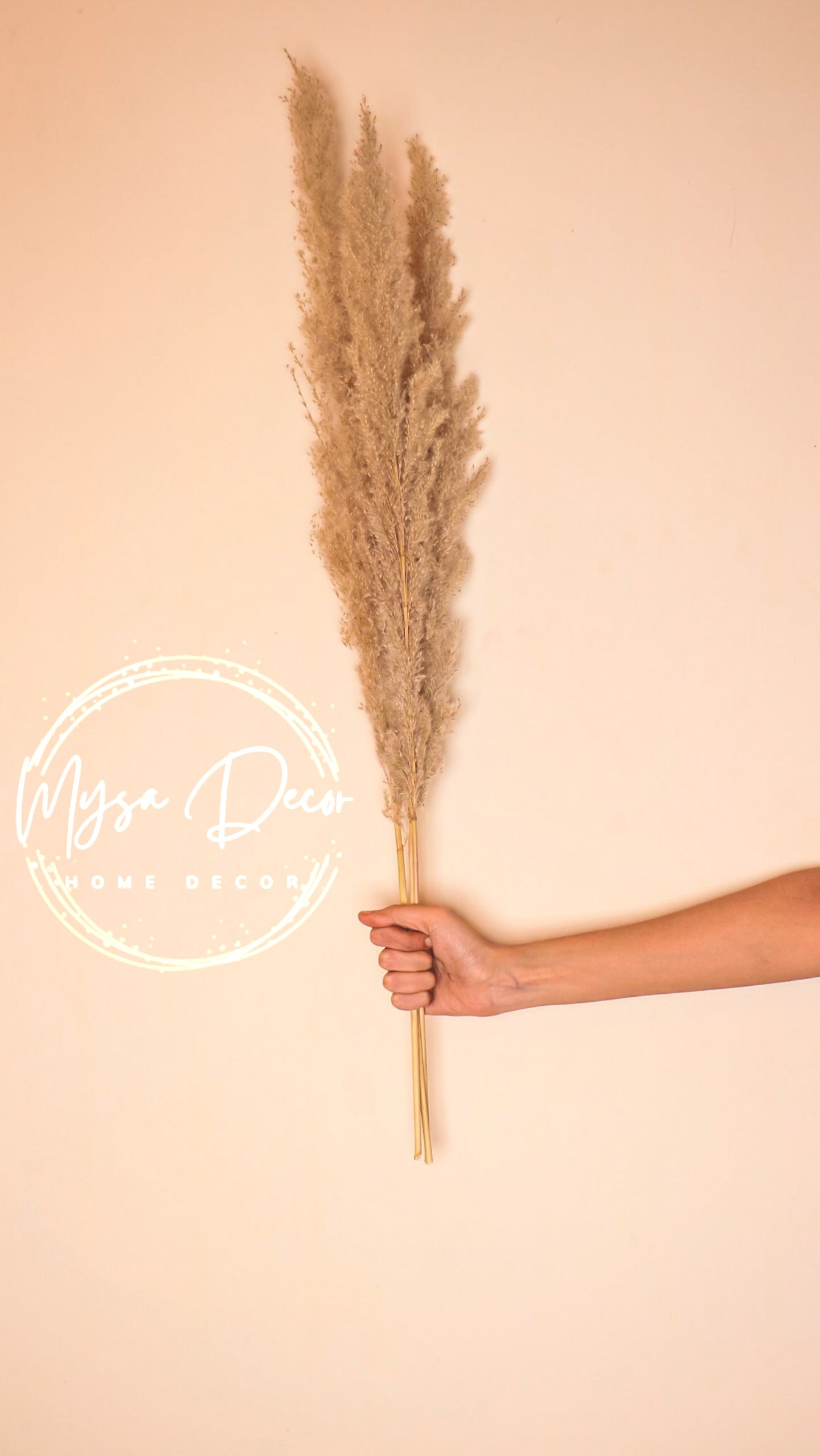 Natural Brown Pampas - 5 Sticks